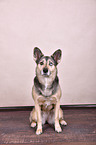 sitzender Husky-Mischling