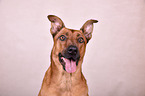 Rhodesian-Ridgeback-Mischling Portrait