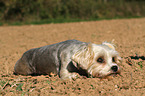 liegender Yorkshire-Terrier-Malteser