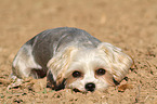 liegender Yorkshire-Terrier-Malteser