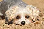 liegender Yorkshire-Terrier-Malteser