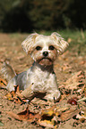 liegender Yorkshire-Terrier-Malteser