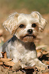 liegender Yorkshire-Terrier-Malteser