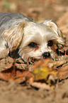 liegender Yorkshire-Terrier-Malteser