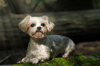 liegender Yorkshire-Terrier-Malteser