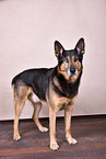 Schferhund-Husky