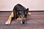 schlafender Schferhund-Husky