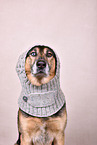 Schferhund-Husky Portrait