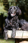 liegender Flat-Coated-Retriever-Mischling