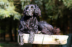 liegender Flat-Coated-Retriever-Mischling