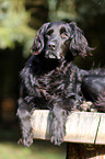 liegender Flat-Coated-Retriever-Mischling