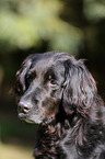 Flat-Coated-Retriever-Mischling Portrait