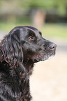 Flat-Coated-Retriever-Mischling Portrait