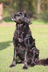 sitzender Flat-Coated-Retriever-Mischling