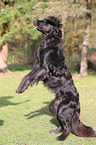 Flat-Coated-Retriever-Mischling macht Mnnchen