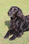 liegender Flat-Coated-Retriever-Mischling