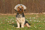 sitzender Yorkshire-Terrier-Mischling