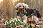 Yorkshire-Terrier-Mischling