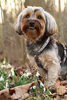 Yorkshire-Terrier-Mischling