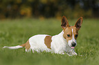 liegender Jack-Russell-Terrier-Mischling