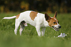 Jack-Russell-Terrier-Mischling