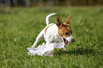 Jack-Russell-Terrier-Mischling