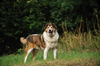 Collie-Mischling