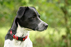 Ratonero-Bodeguero-Andaluz-Mischling Portrait