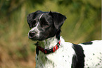 Ratonero-Bodeguero-Andaluz-Mischling Portrait