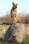 Airedale-Terrier-Schferhund