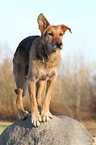 Airedale-Terrier-Schferhund