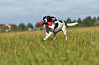 spielender Pointer-Beagle