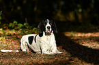 liegender Pointer-Beagle