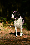 Pointer-Beagle