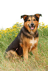 sitzender Berner-Sennenhund-Schferhund