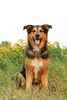 sitzender Berner-Sennenhund-Schferhund