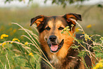 Berner-Sennenhund-Schferhund Portrait
