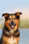 Berner-Sennenhund-Schferhund Portrait