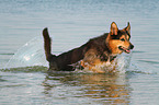 rennender Berner-Sennenhund-Schferhund