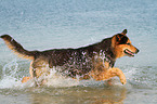 rennender Berner-Sennenhund-Schferhund