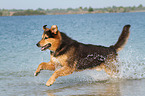 rennender Berner-Sennenhund-Schferhund