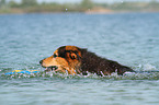 spielender Berner-Sennenhund-Schferhund