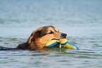 spielender Berner-Sennenhund-Schferhund