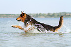 rennender Berner-Sennenhund-Schferhund
