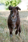 rennender Labrador-Retriever-Deutsch-Drahthaar