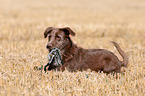 liegender Labrador-Retriever-Deutsch-Drahthaar