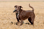 Labrador-Retriever-Deutsch-Drahthaar