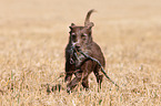 spielender Labrador-Retriever-Deutsch-Drahthaar