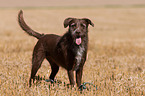 Labrador-Retriever-Deutsch-Drahthaar