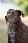 Labrador-Retriever-Deutsch-Drahthaar Portrait